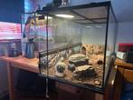 Terrarium met luipaardgekko, Dieren en Toebehoren, Reptielen en Amfibieën, Overige soorten, Met terrarium, 3 tot 6 jaar