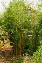 Bamboe planten, Volle zon, Vaste plant, Bloeit niet, Ophalen