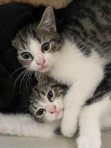 Kittens te koop beschikbaar voor biedingen