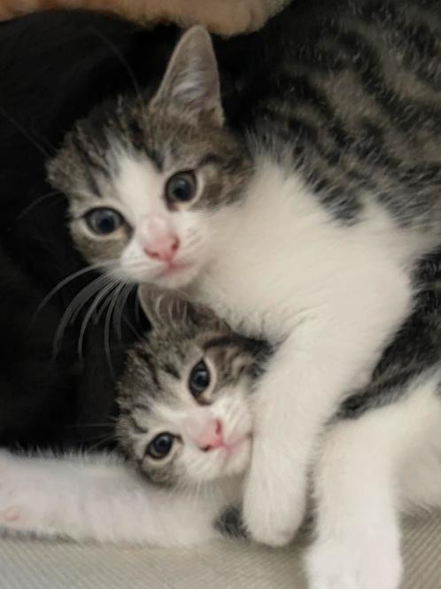 Kittens te koop, Dieren en Toebehoren, Katten en Kittens | Overige Katten, Kortharig, Poes, 0 tot 2 jaar