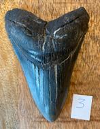 Megalodon tand 12 cm, Ophalen of Verzenden, Fossiel
