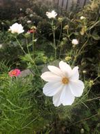 Cosmea, Ophalen of Verzenden, Voorjaar, Volle zon, Zaad