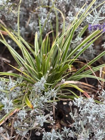 Carex Siergras - Prachtige Tuinplant 40 stuks beschikbaar voor biedingen