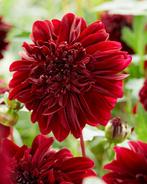 Dahlia, Tuin en Terras, Bloembollen en Zaden, Ophalen, Volle zon, Knol