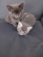2 kittens, Kater