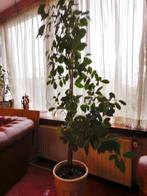 Grote kamerplant met pot - 160 cm hoog, Huis en Inrichting, Kamerplanten, Ophalen