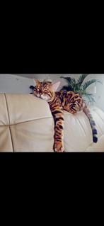 100% Pure ras bengaal kater te koop, Kater, Gechipt, 0 tot 2 jaar