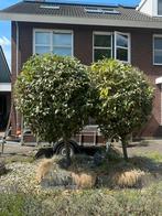 Super grote olijfwilg op stam, 200 cm hoog, 2 stuks, Lente, 100 tot 250 cm, Olijfboom, Ophalen