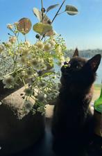 Kruising britse korthaar / europese korthaar, Poes, Ontwormd