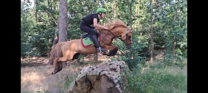 Allround vos dun ponyhengst ter dekking, Dieren en Toebehoren, Paarden en Pony's | Dekhengsten en Fokmerries, Hengst