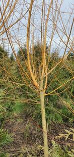 Gele knotwilgen, Tuin en Terras, Planten | Bomen, Overige soorten, Ophalen of Verzenden