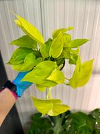 Epipremnum 'Champs Elysees' - P12, Ophalen of Verzenden, Halfschaduw, Minder dan 100 cm