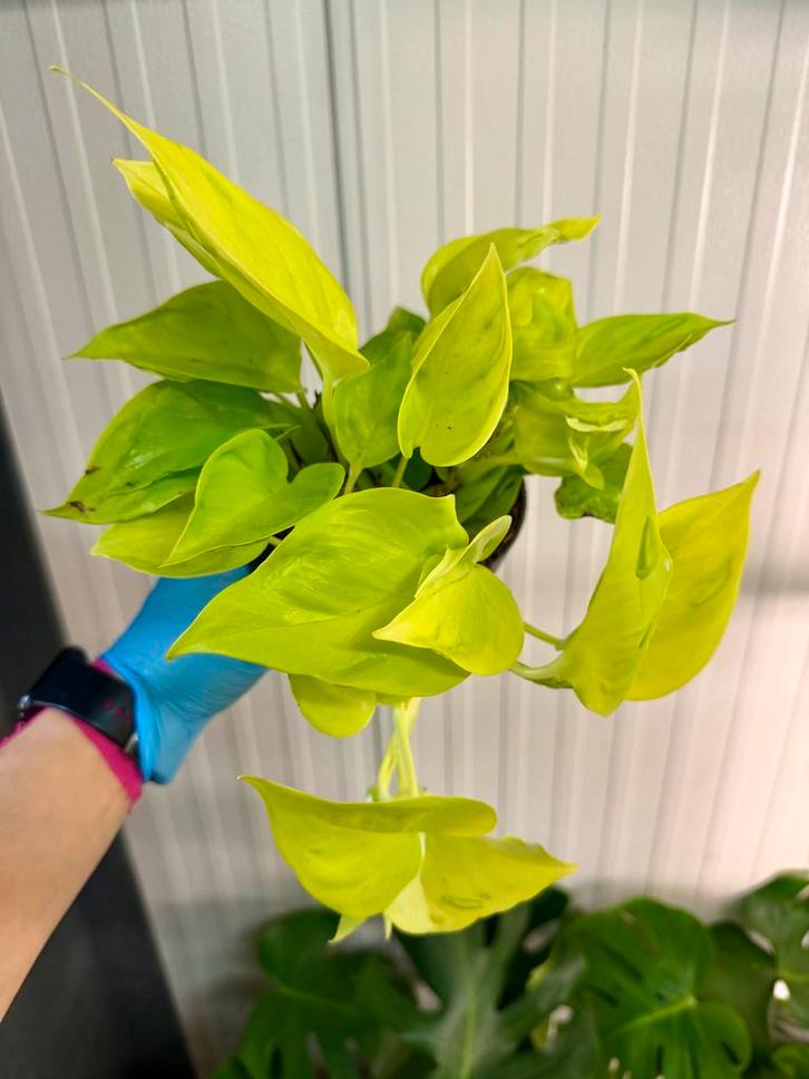 Epipremnum 'Champs Elysees' - P12, Huis en Inrichting, Kamerplanten, Minder dan 100 cm, Halfschaduw, Ophalen of Verzenden