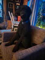 Labradoodle zoekt goed thuis, Dieren en Toebehoren, Rabiës (hondsdolheid), 1 tot 2 jaar, Eén hond, Nederland