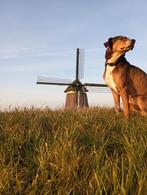 Hellenikos Ichnilatis - Spartaanse dekreu. - Prachtig beest., Dieren en Toebehoren, 6 jaar of ouder, Fokker | Hobbymatig, Rabiës (hondsdolheid)