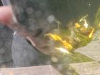 Koi karpers 8 a 10 cm per stuk 10 euro, Dieren en Toebehoren, Vissen | Vijvervissen, Karper of Koi