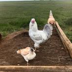 Araucana broedeitjes, Dieren en Toebehoren, Pluimvee, Kip, Geslacht onbekend