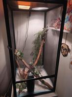jemen kameleon met compleet terrarium, Ophalen
