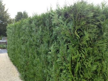 Thuja plicata Martin, haagconifeer  NU voor € 6,95