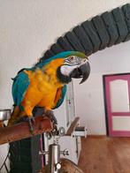 Ara pop, Dieren en Toebehoren