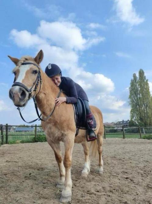 Verzorgpony gezocht (ridderkerk), Dieren en Toebehoren, Paarden en Pony's | Overige Paardenspullen, Ophalen of Verzenden