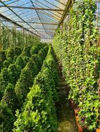 Klimop Hedera 2 meter - Groene klimplant, Bloeit niet, Halfschaduw, Overige soorten, 100 tot 250 cm