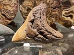 Megalodontand / haaientand 12 cm!, Verzamelen, Ophalen of Verzenden, Mineraal