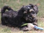 Mooie Boomer pups, Nederland, Overige rassen, 8 tot 15 weken, CDV (hondenziekte)