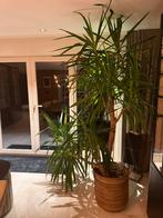 Grote Yucca, Ophalen, Halfschaduw, In pot, 150 tot 200 cm