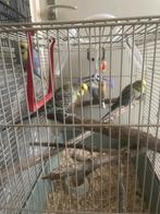 young Birds with cage., Dieren en Toebehoren, Vogels | Parkieten en Papegaaien, Mannelijk, Papegaai