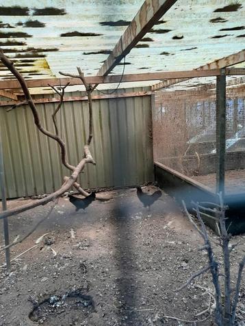 5 hobby kippen te koop Ayam Cemani en Wyandotte beschikbaar voor biedingen