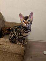 Bengaal kittens met stamboom nog 1 kater mag nest verlaten, Dieren en Toebehoren, Katten en Kittens | Raskatten | Korthaar, Meerdere dieren