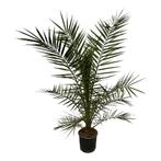 phoenix canariensis
Prijs 15.- perstuk, Ophalen of Verzenden