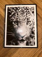 Panter foto lijst, Huis en Inrichting, Ophalen of Verzenden, Zo goed als nieuw
