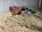 Warm thuis gezocht voor kuikens en moeder kipje, Dieren en Toebehoren, Pluimvee, Meerdere dieren, Kip