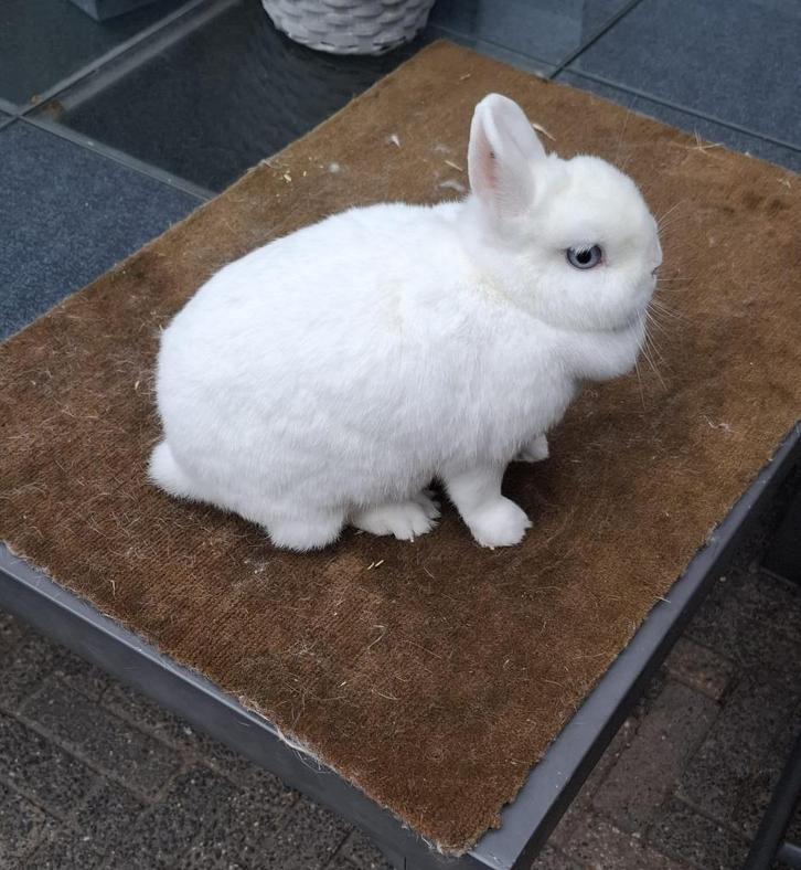 Rasechte Pool Blauwoog voedster (dwergkonijn), Dieren en Toebehoren, Konijnen, Dwerg, Vrouwelijk, 0 tot 2 jaar