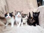 Europese Korthaar kitten te koop (zwarte nog beschikbaar), Dieren en Toebehoren, Katten en Kittens | Overige Katten, Meerdere dieren