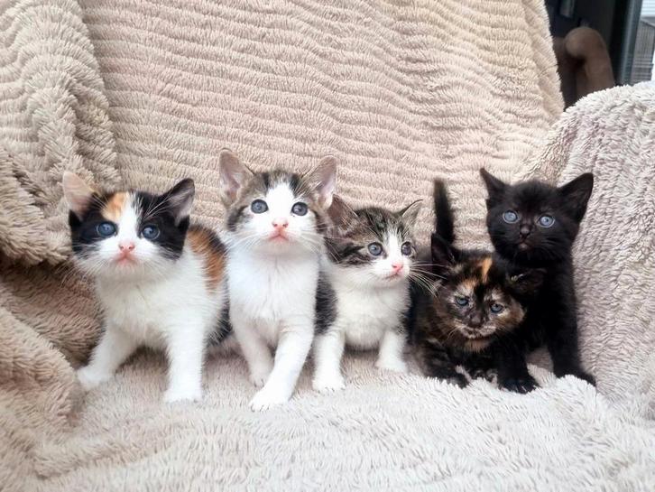 Europese Korthaar kitten te koop (zwarte nog beschikbaar), Dieren en Toebehoren, Katten en Kittens | Overige Katten, Kortharig