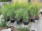 Siergras Miscanthus sinensis 'Ferner Osten', Tuin en Terras, Planten | Tuinplanten, Ophalen, Volle zon, Vaste plant, Siergrassen