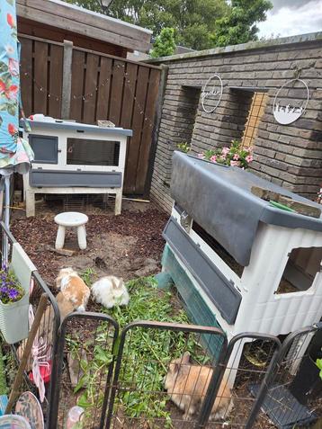 Drie lieve konijntjes met toebehoren beschikbaar voor biedingen