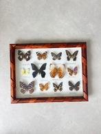 Vlinderlijst met opgezette vlinders, Ophalen of Verzenden, Zo goed als nieuw, Insect, Opgezet dier