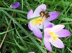 Gezocht: gevorderde imker zoekt staplaats bijen Arnhem omg