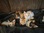 Lieve Kittens the Koop, Dieren en Toebehoren, Katten en Kittens | Raskatten | Korthaar, Meerdere dieren, Ontwormd