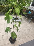 Vijgenboom, Tuin en Terras, Ophalen, Minder dan 100 cm