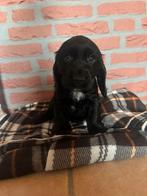 English Cocker spaniel puppy, Dieren en Toebehoren, 8 tot 15 weken, Meerdere, Meerdere dieren, Spaniël