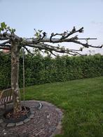 Metalen leirek/dakframe om parasolboom/ dakplataan te leiden, Tuin en Terras, Ophalen, Bloeit niet, Halfschaduw, Overige soorten
