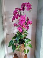Zijde orchideeën, Ophalen of Verzenden
