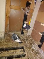 Twee doffer kropper en drie Figueres, Dieren en Toebehoren, Vogels | Duiven, Mannelijk