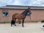 Super leuke E-pony v. Diarado, Dieren en Toebehoren, Gechipt, Springpony, Zadelmak, 3 tot 6 jaar