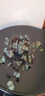 chinees lantaarntje (ceropegia), hangplant, vetblad, Huis en Inrichting, Kamerplanten, Ophalen, Overige soorten, Minder dan 100 cm